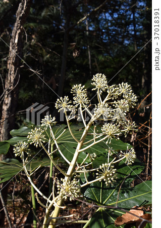 ヤツデの若い実 37018391