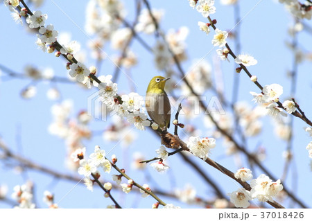 目白 メジロ 野鳥 鳥 自然 梅 白梅 春の写真素材