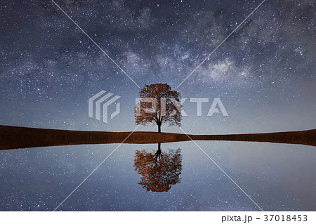 Milky Way over a lonely single tree 37018453