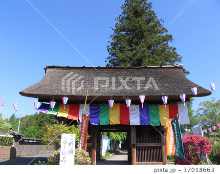 青梅市 塩船観音 山門 ツツジまつり 青梅市 塩船観音 山門 ツツジまつり 37018663