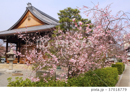 京都　春の妙蓮寺　御会式桜 37018779