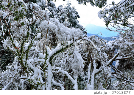 雪景 銀世界 雪景色 37018877
