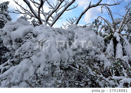 雪景 銀世界 雪景色 37018881