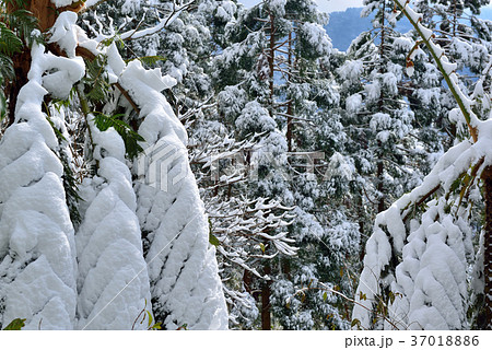 雪景 銀世界 雪景色 37018886