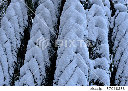 雪景 銀世界 雪景色 37018888