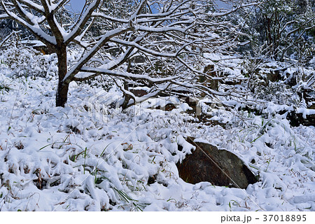 雪景 銀世界 雪景色 37018895