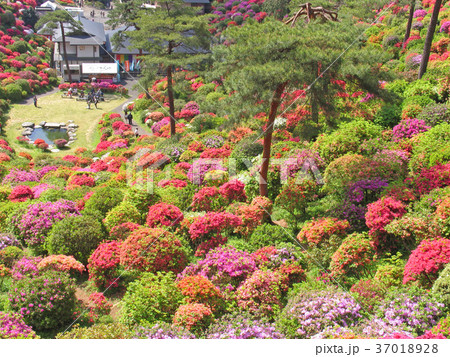 青梅市 塩船観音 ツツジまつり 青梅市 塩船観音 ツツジまつり 37018928