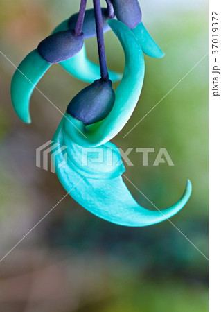 ヒスイカズラ 37019372