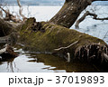 苔むす倒木 苔むす倒木 37019893
