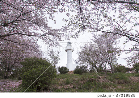 四ツ山 桜の花、 四ツ山 桜の花、 37019939