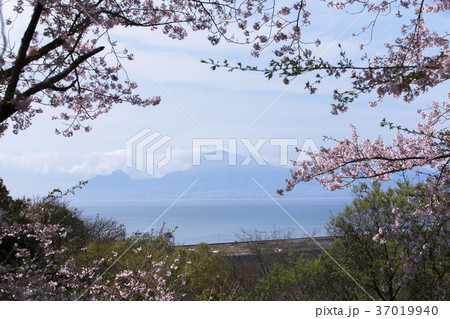 四ツ山　桜の花、 37019940