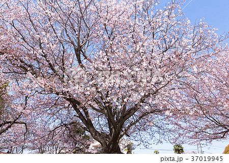 荒尾市　桜の花、 37019945
