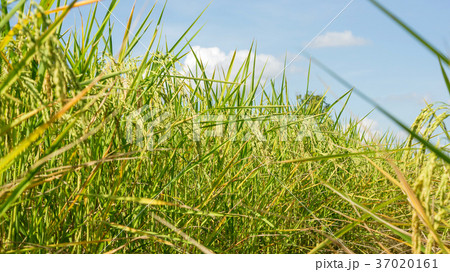 Close up of an ear rice plant in Thailand. 37020161