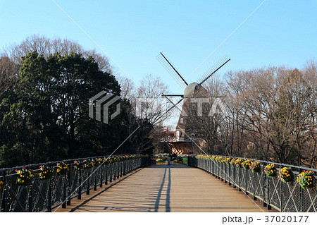 ふなばしアンデルセン公園の「太陽の橋」と「風車」(12月)千葉県船橋市 ふなばしアンデルセン公園の「太陽の橋」と「風車」(12月)千葉県船橋市 37020177