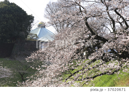 桜 日本武道館付近の写真素材