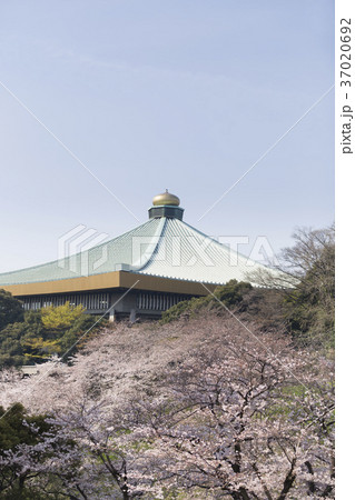 桜の日本武道館 桜の日本武道館 37020692