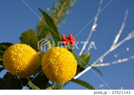 和風素材、お正月、ポンポン菊、松、銀柳、千両 37021143