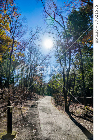 【千葉県】自然イメージ 37021535