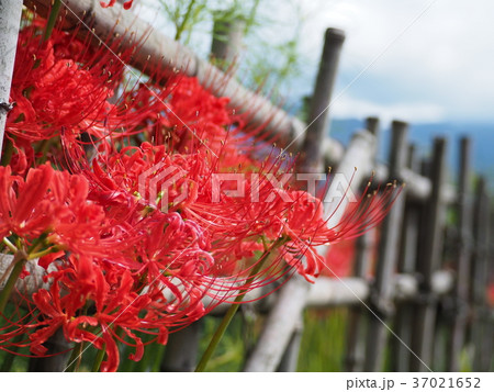 彼岸花 37021652