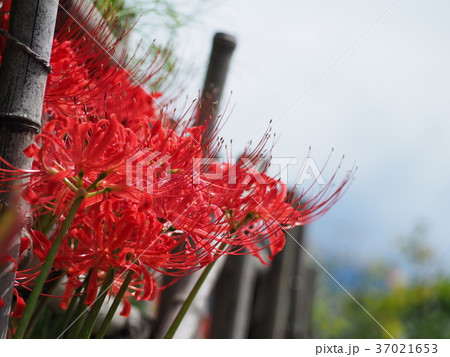 彼岸花 彼岸花 37021653