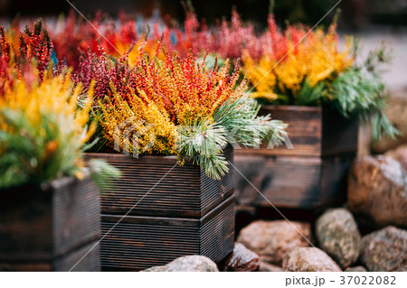 Bush Of Colorful Calluna Plants In Pots In Garden Bush Of Colorful Calluna Plants In Pots In Garden 37022082