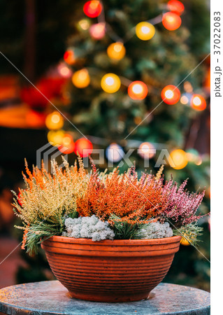 Bush Of Yellow And Red Colors Calluna Plants In 37022083