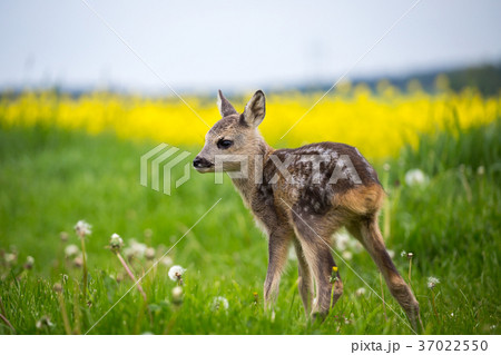 Young wild roe deer in grass 37022550