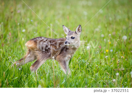 Young wild roe deer in grass 37022551