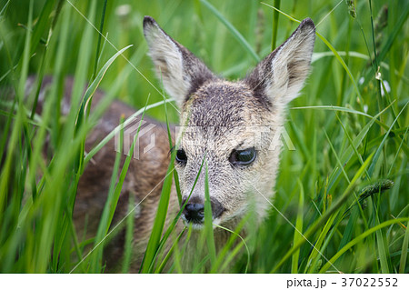 Young wild roe deer in grass 37022552