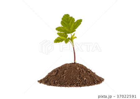 Young currant. Green plant sprout Young currant. Green plant sprout 37022591