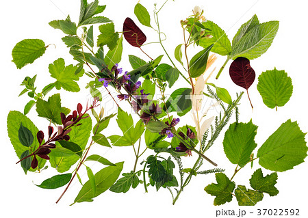 Varied leaves, plants and herbs Varied leaves, plants and herbs 37022592
