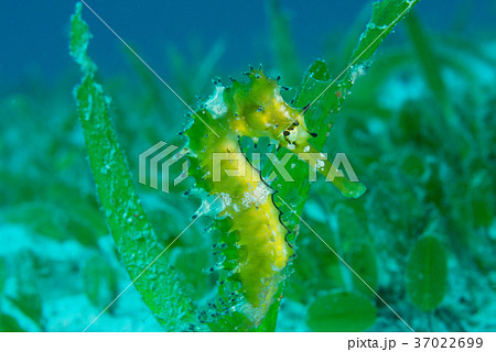 海草の中に潜む黄色いタツノオトシゴの写真素材 海草の中に潜む黄色いタツノオトシゴの写真素材