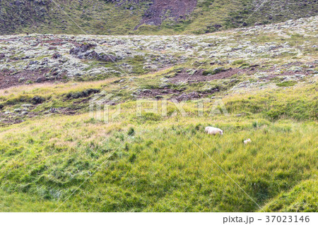 green slope with icelandic sheeps in Iceland 37023146