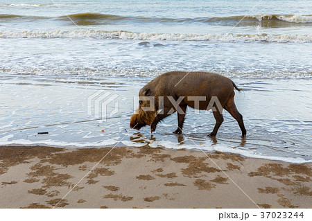 bearded pig walks on the water bearded pig walks on the water 37023244