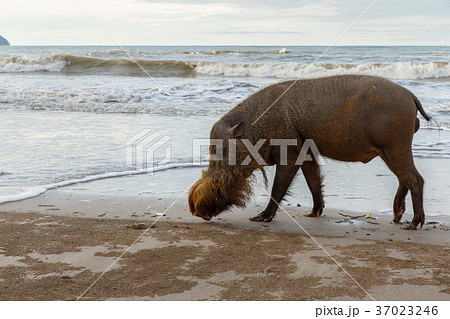 bearded pig walking along the beach bearded pig walking along the beach 37023246