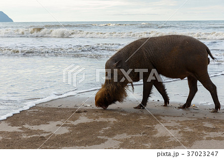 bearded pig walking along the beach bearded pig walking along the beach 37023247