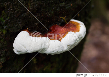Mushrooms on a stump 37023379