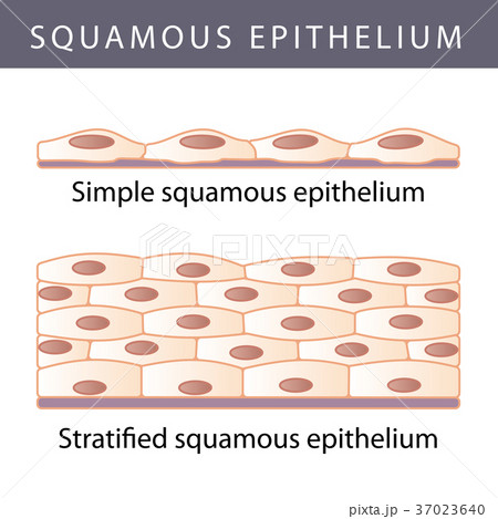 Epithelium 37023640