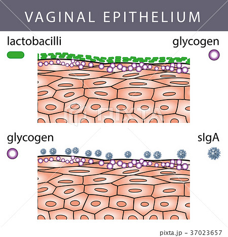 Vaginal Epithelium with Glycogen 37023657
