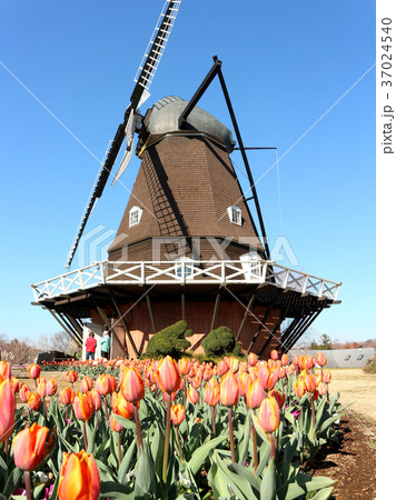 ふなばしアンデルセン公園のアイスチューリップとコミュニティーセンター(12月)千葉県船橋市 ふなばしアンデルセン公園のアイスチューリップとコミュニティーセンター(12月)千葉県船橋市 37024540