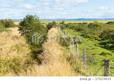 rural landscape in Iceland in autumn rural landscape in Iceland in autumn 37024634