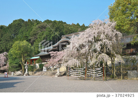 近江神宮の桜 37024925