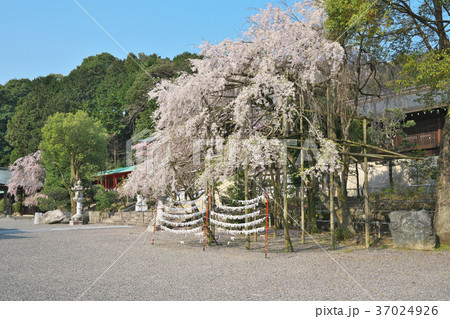 近江神宮の桜 近江神宮の桜 37024926