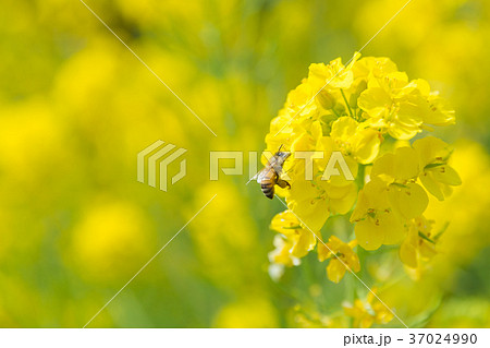 菜の花に群れるミツバチ 37024990