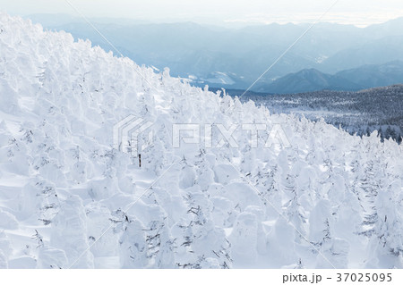 山形蔵王_地蔵山頂の樹氷群 山形蔵王_地蔵山頂の樹氷群 37025095