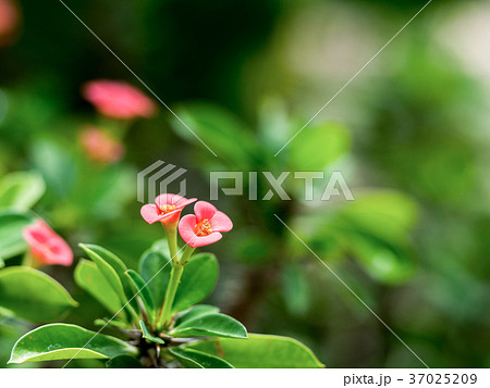 Closeup Pink flowers (Poi Sian flowers) blooming Closeup Pink flowers (Poi Sian flowers) blooming 37025209