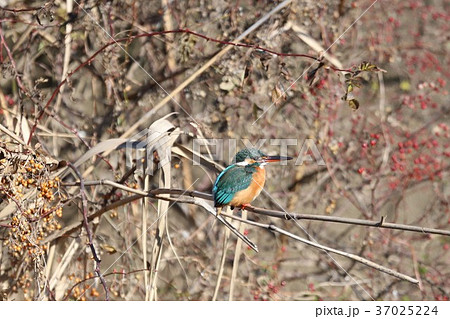 カワセミ 37025224