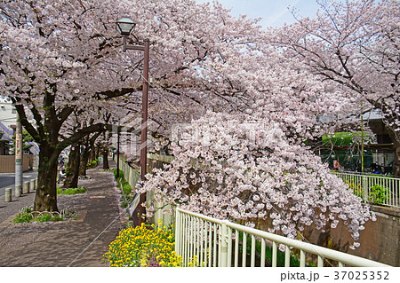 高井戸から浜田山周辺 神田川沿いの桜 高井戸から浜田山周辺 神田川沿いの桜 37025352