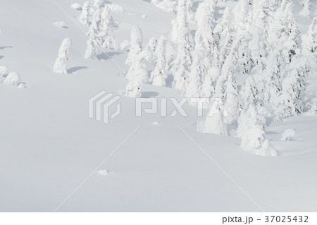 山形蔵王_樹氷・霧氷 山形蔵王_樹氷・霧氷 37025432