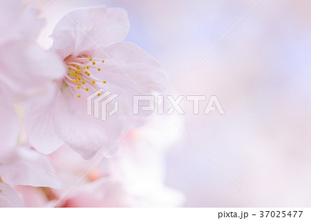 桜イメージ_ソメイヨシノ 桜イメージ_ソメイヨシノ 37025477